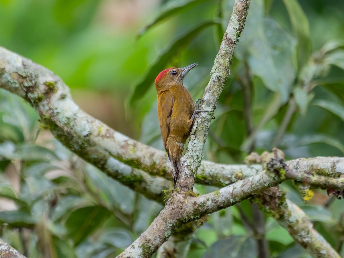 ハゲラ - ML644298458