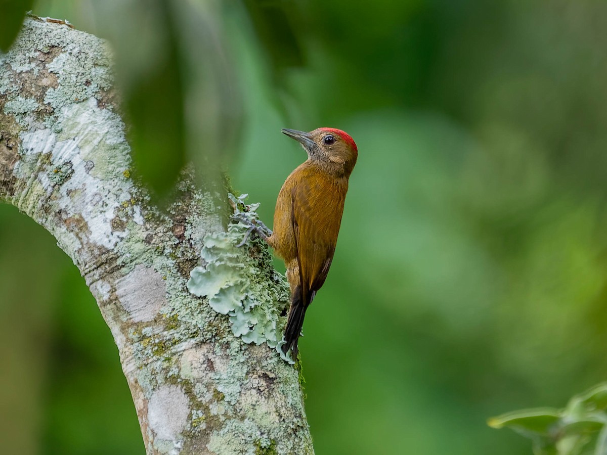 ハゲラ - ML644298459