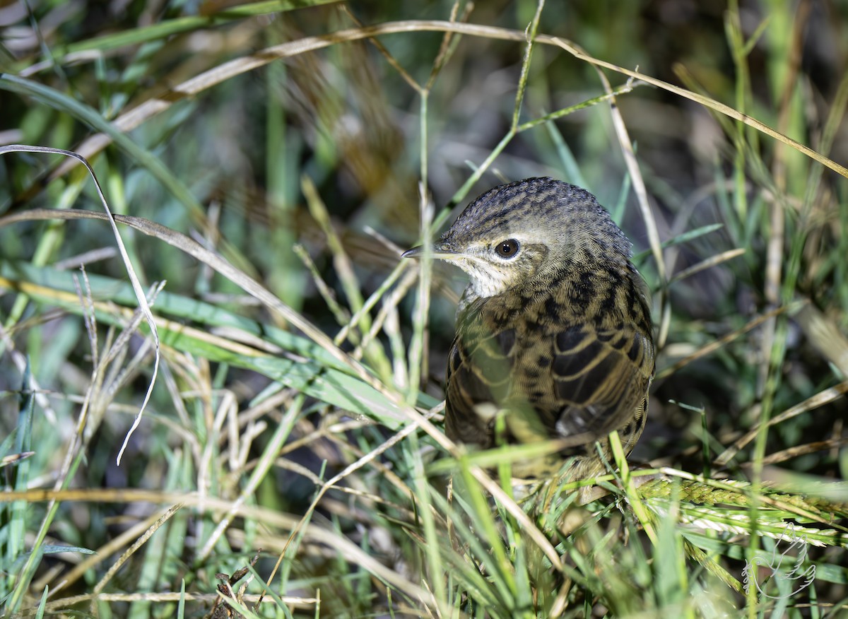 cvrčilka žíhaná - ML644298464