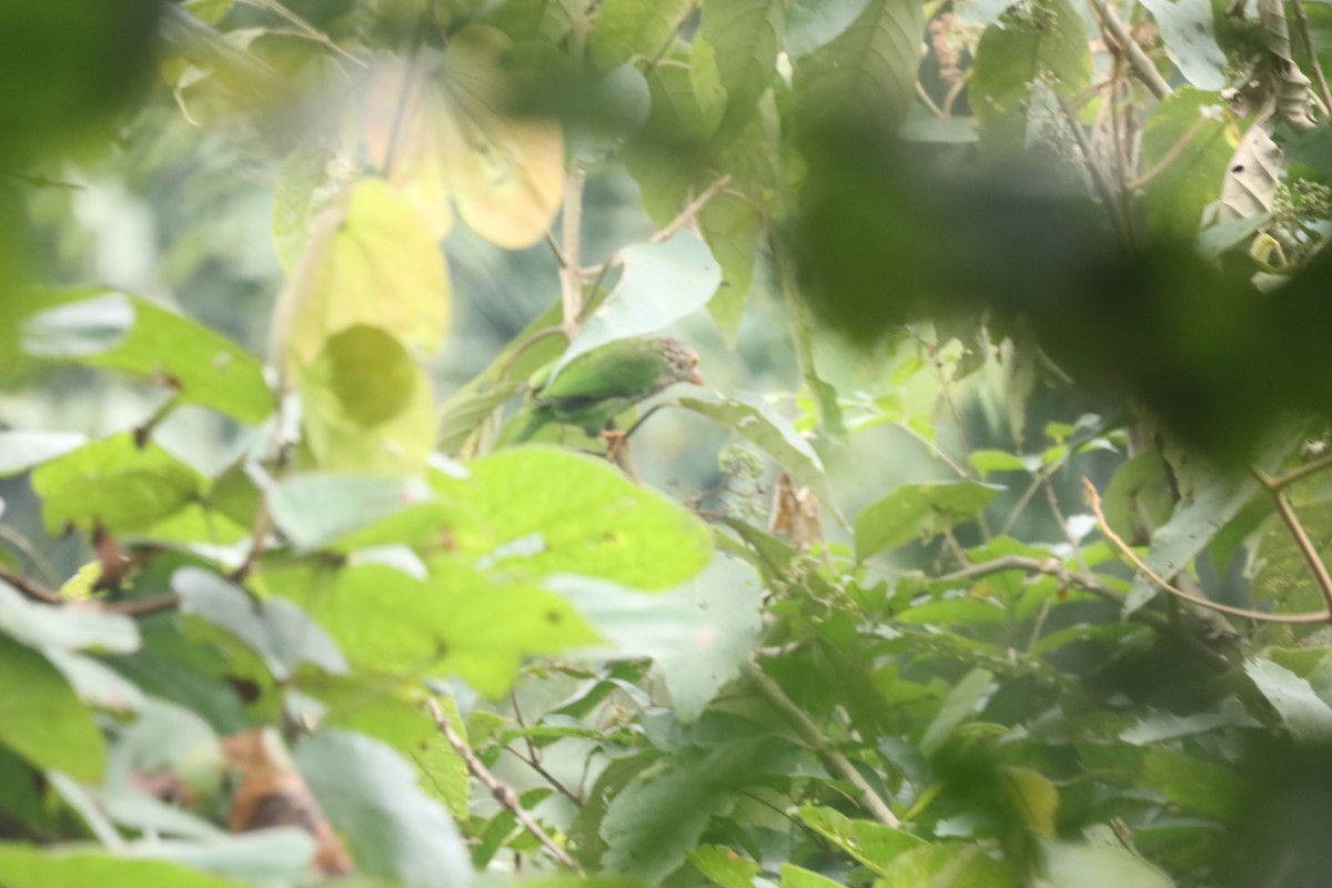 シロボシオオゴシキドリ - ML644298465