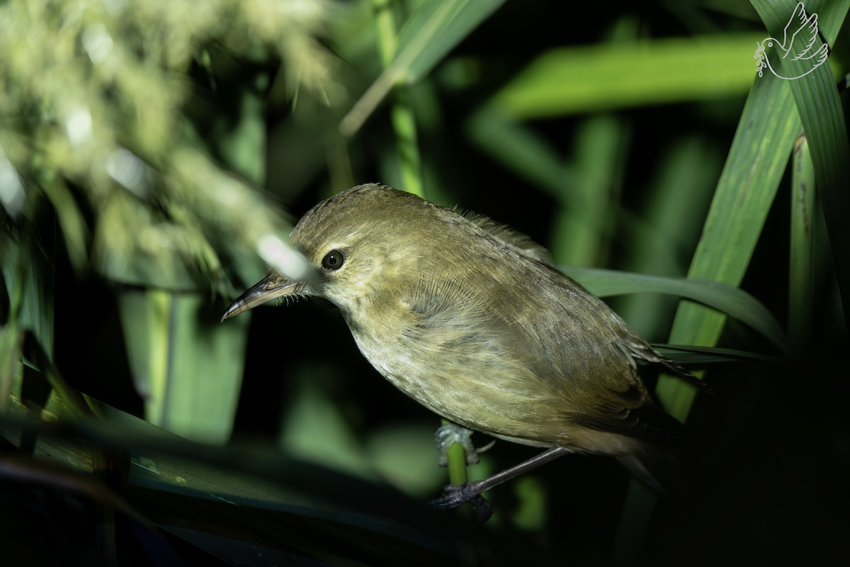 Дорнын охил бялзуухай - ML644298488