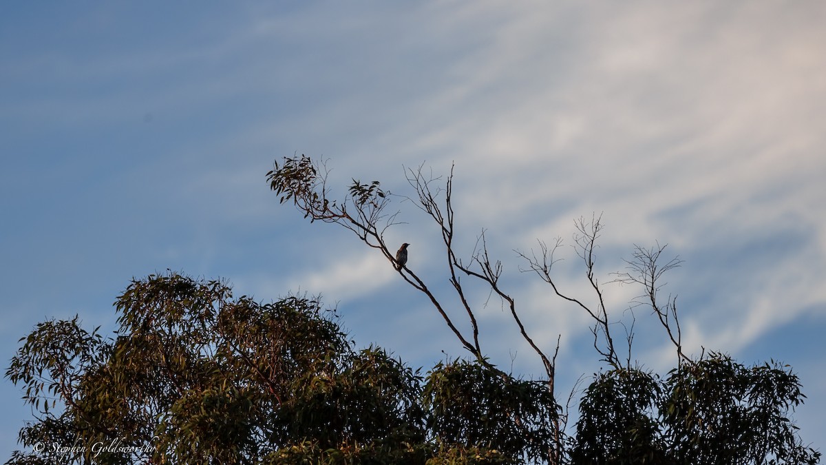 fíkovec australasijský (ssp. vieilloti) - ML644298490