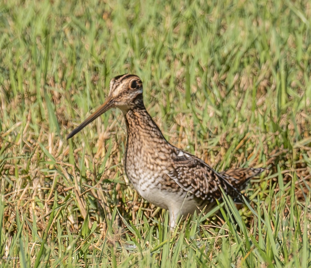 Wilson Suçulluğu - ML644298492