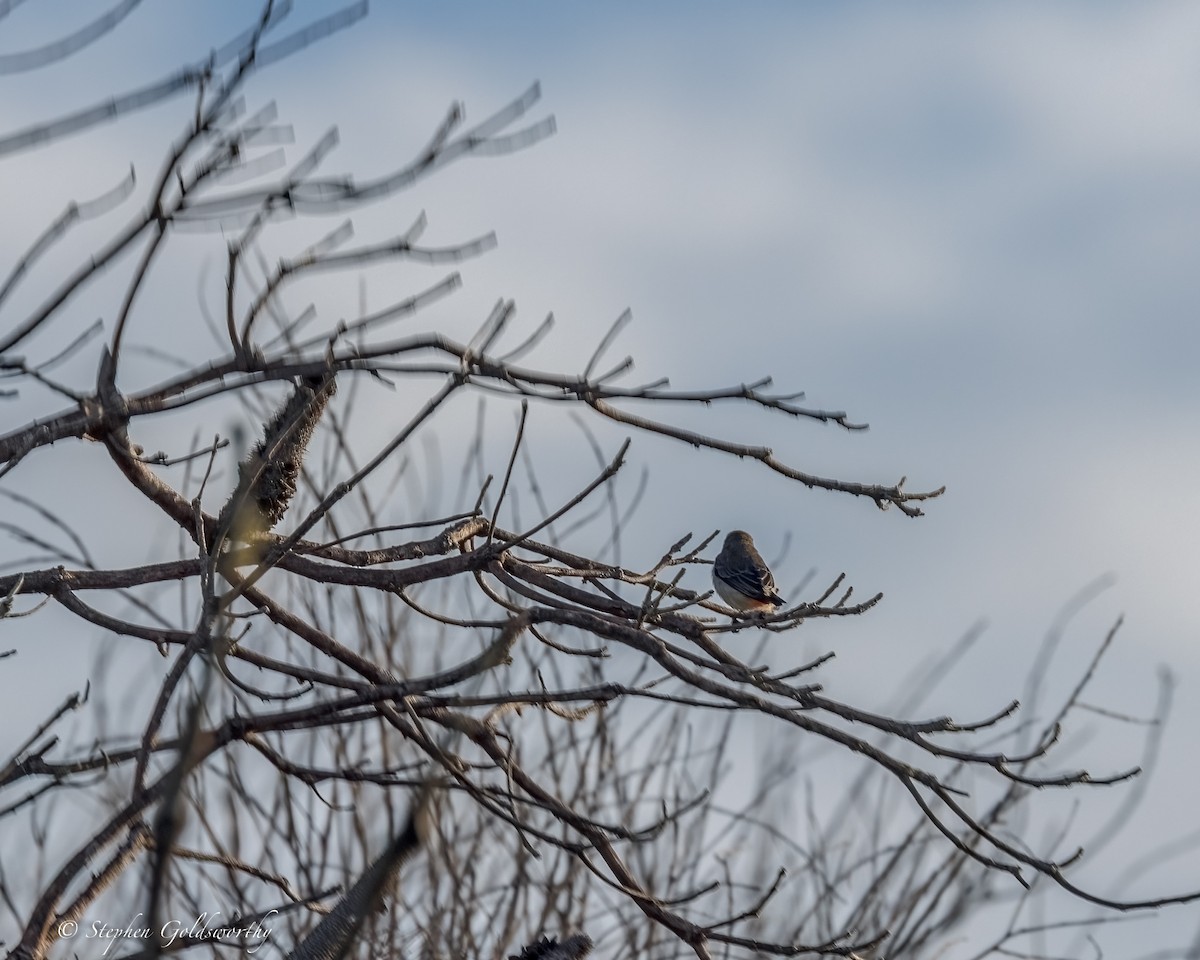 Picaflores Golondrina - ML644298493