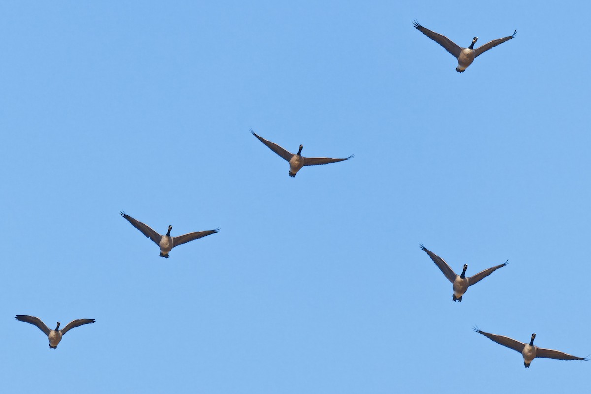 Канад галуу - ML644298495