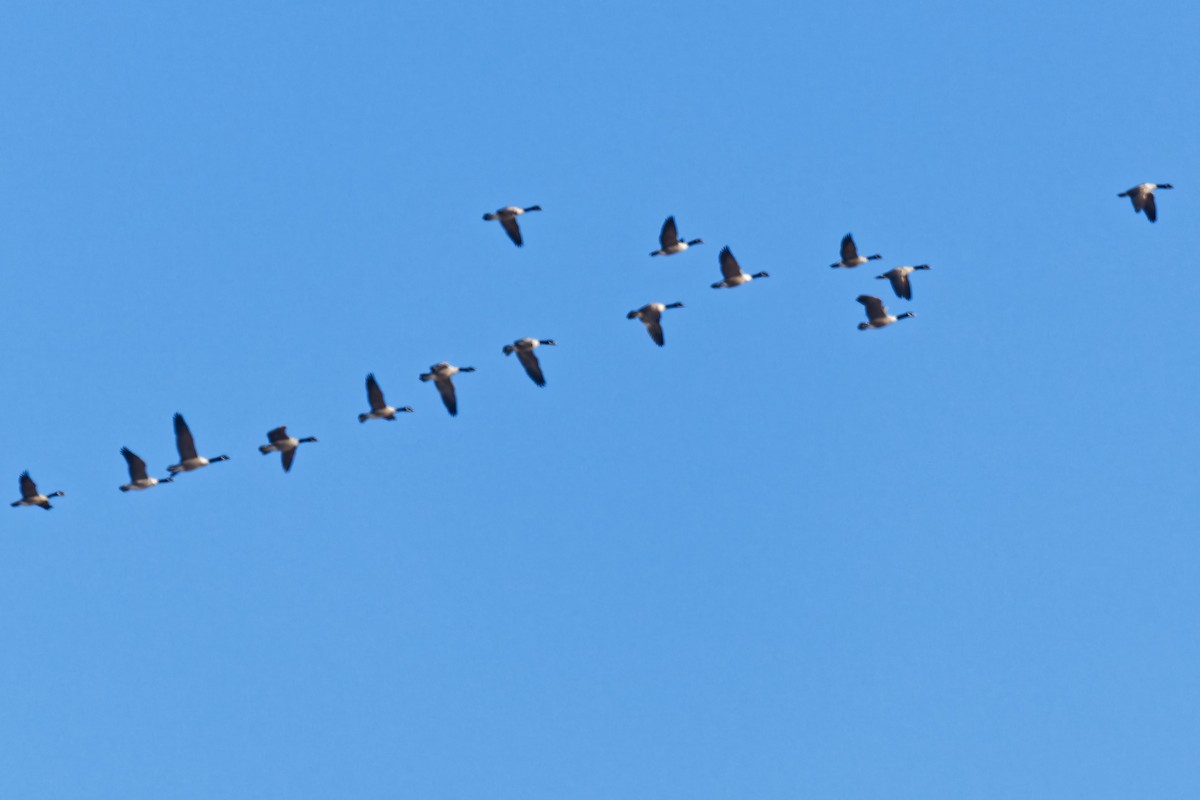 Канад галуу - ML644298496