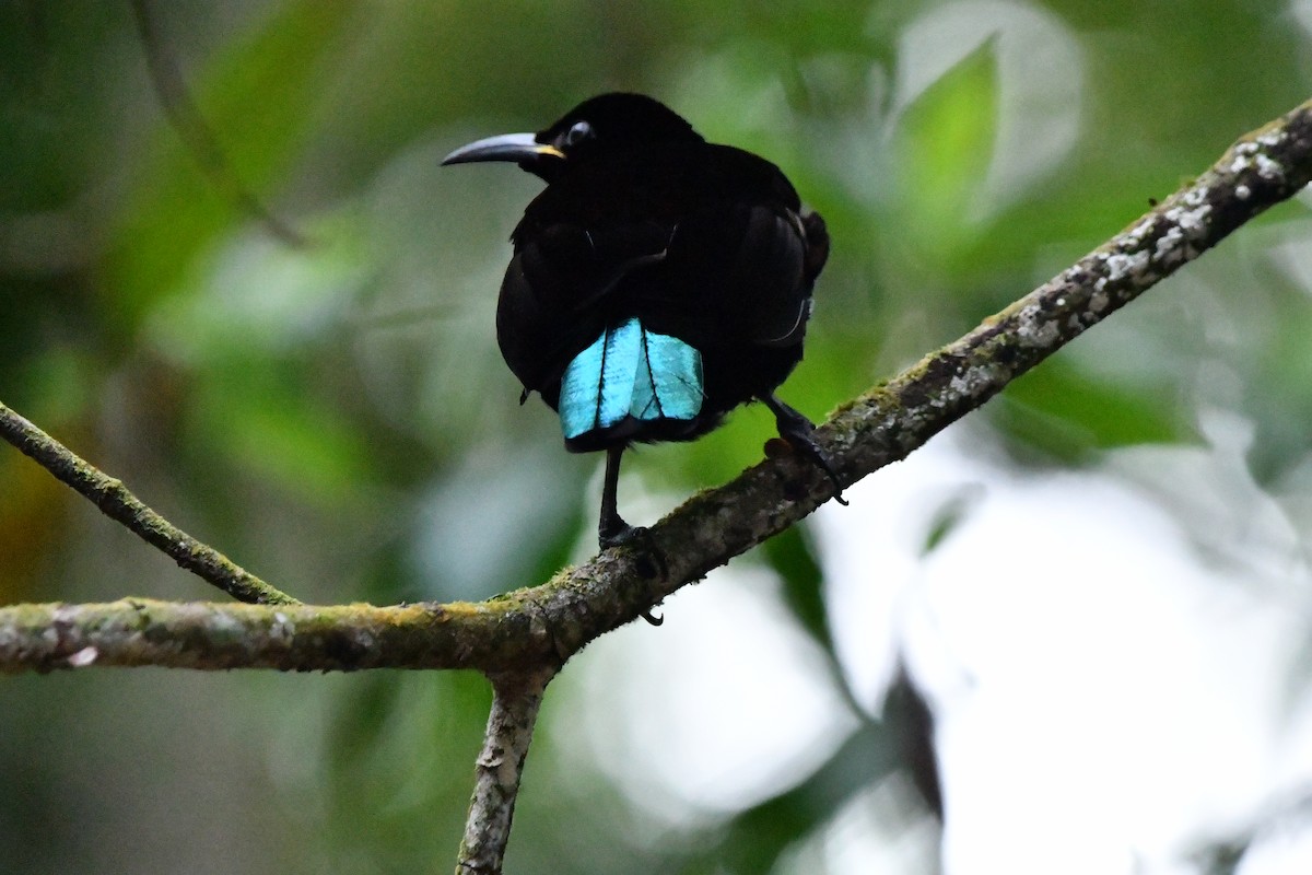 Victoria's Riflebird - ML644298514