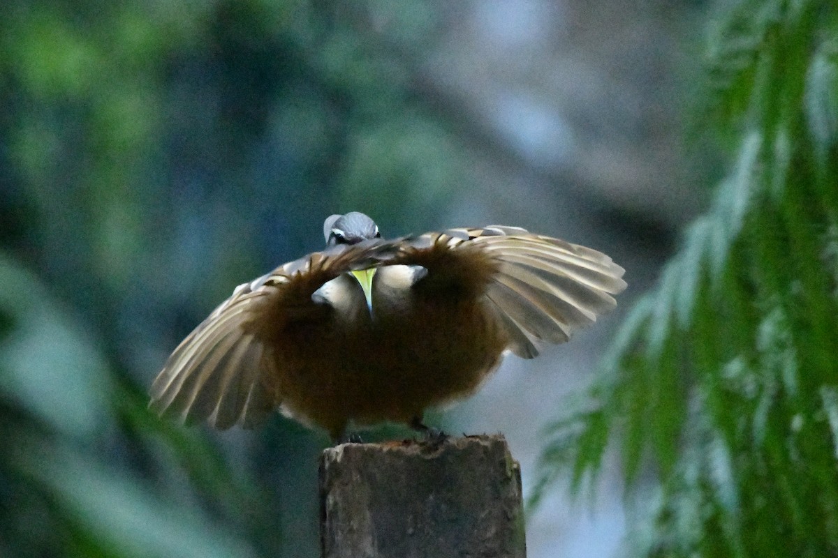 Victoria's Riflebird - ML644298515