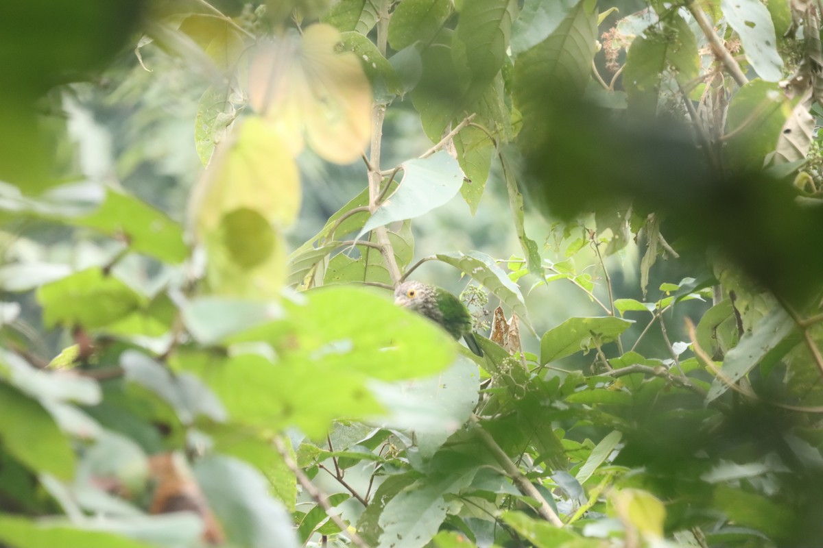 シロボシオオゴシキドリ - ML644298520