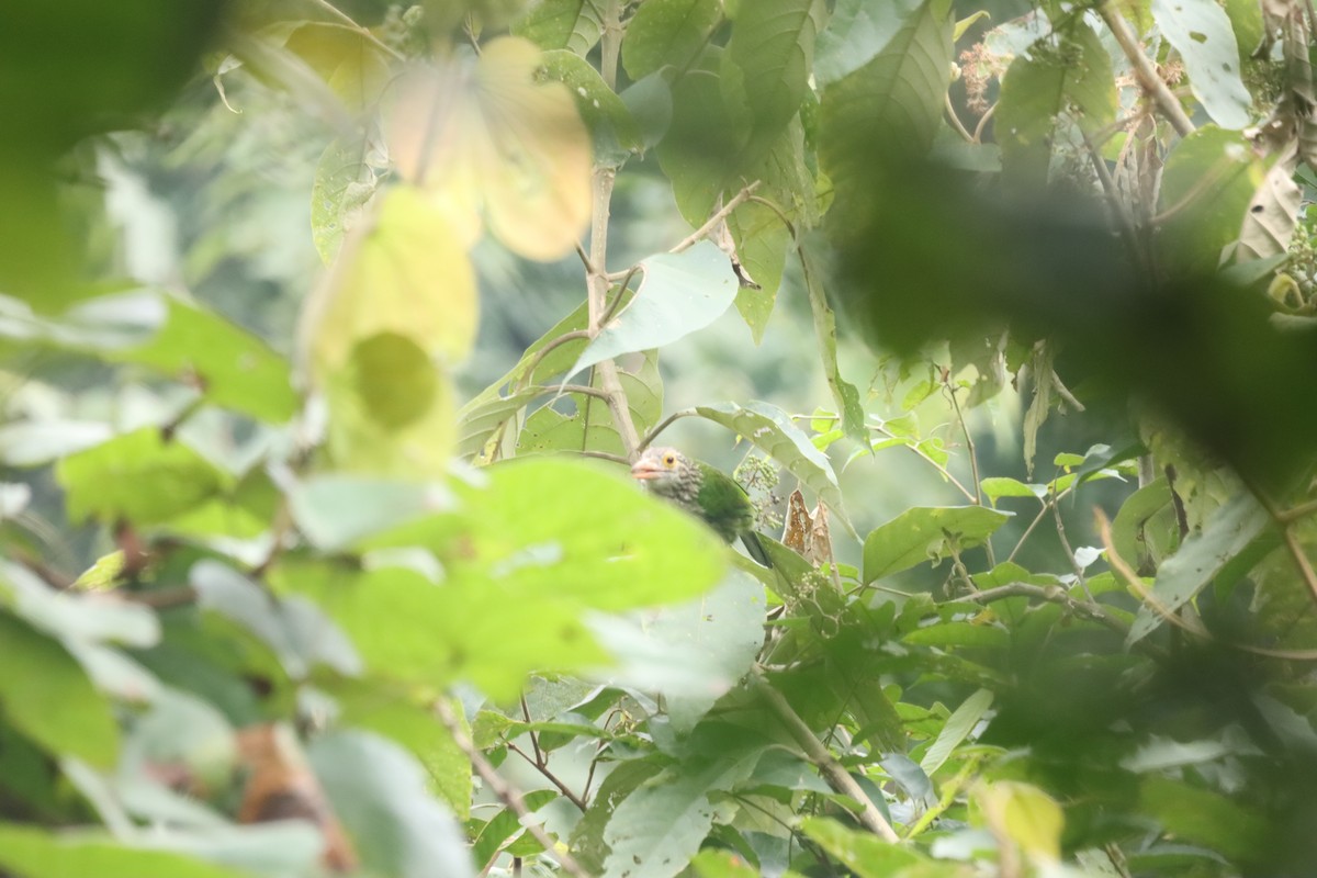 シロボシオオゴシキドリ - ML644298521