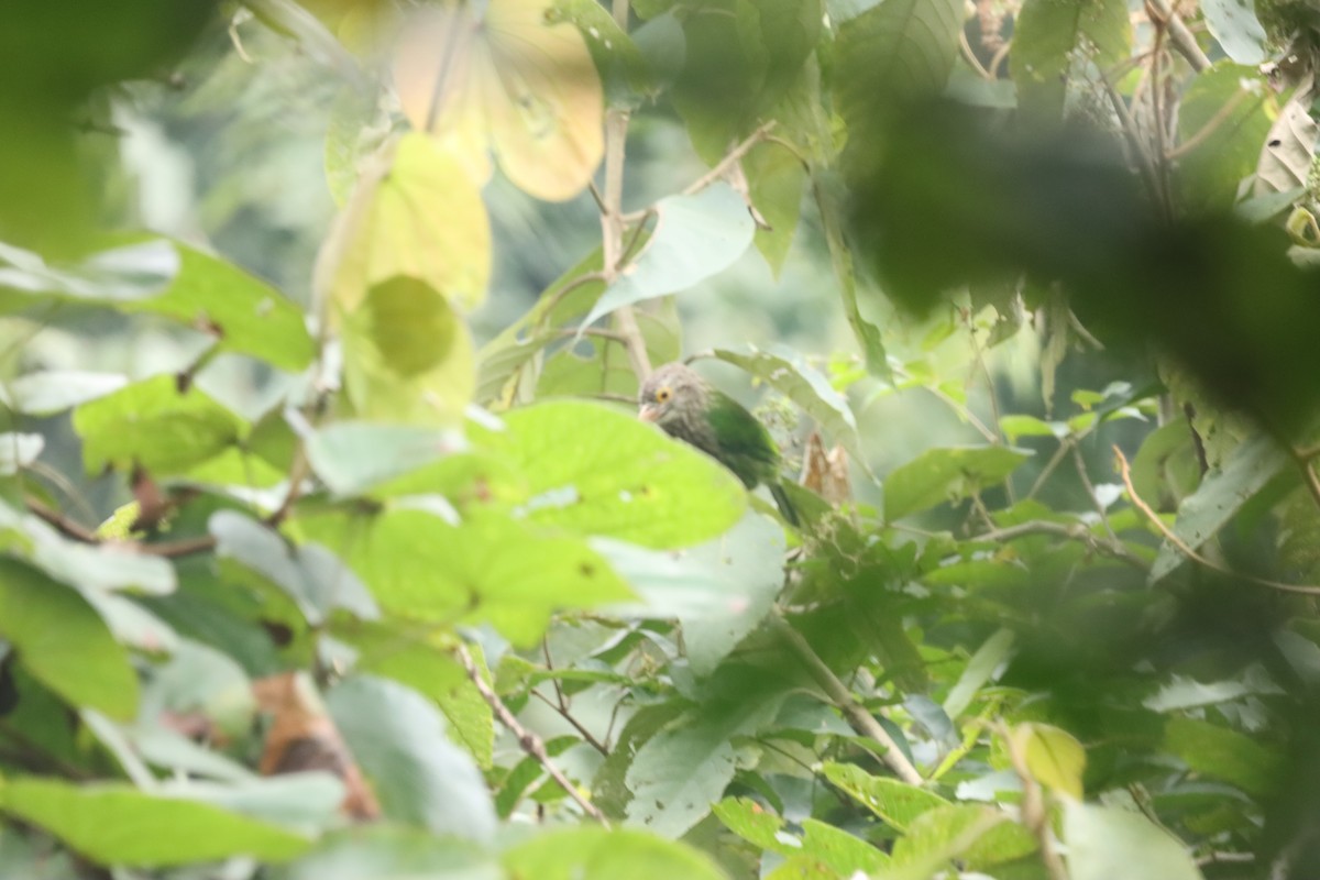 シロボシオオゴシキドリ - ML644298522