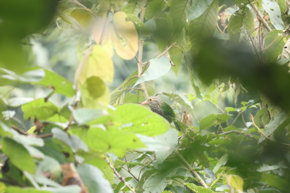 シロボシオオゴシキドリ - ML644298523