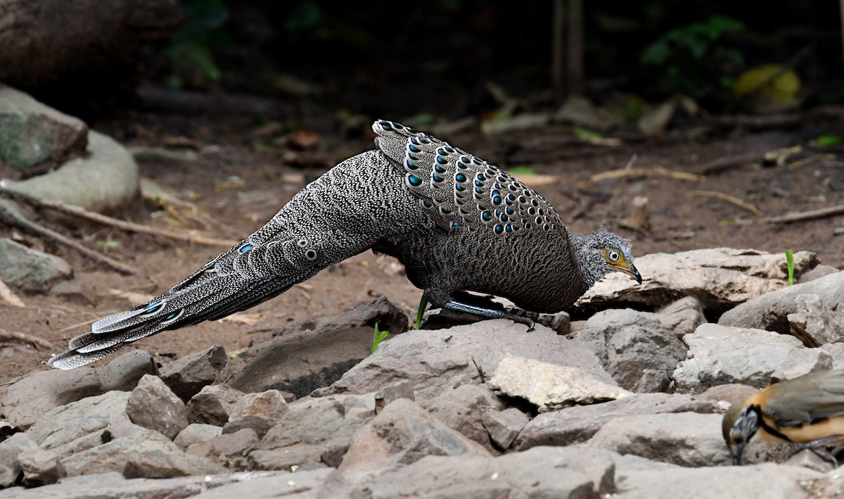 Gray Peacock-Pheasant - ML644298524