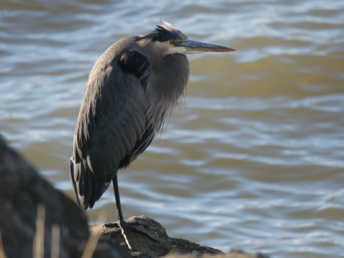 Grand Héron - ML644298556