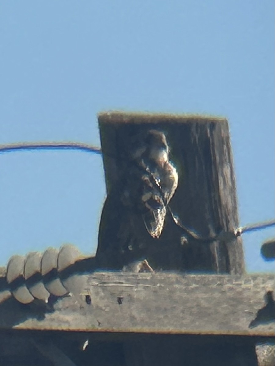 Prairie Falcon - ML644298557