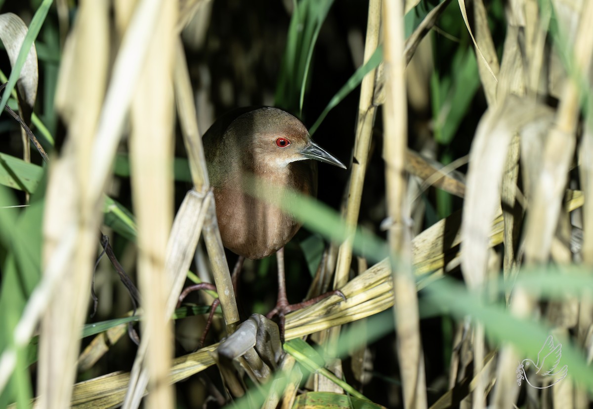 Zimtsumpfhuhn - ML644298563