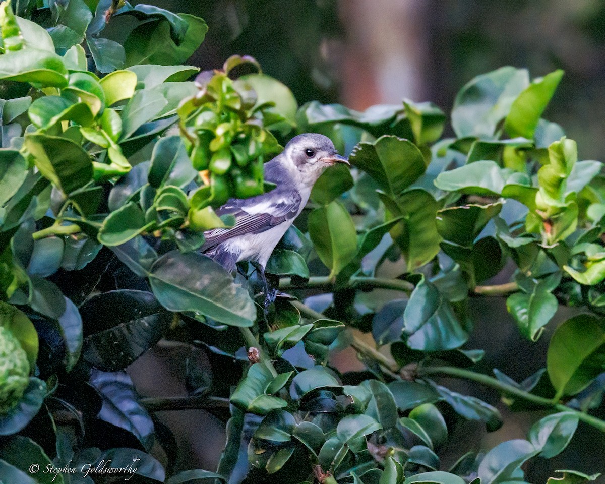 hvitøremonark - ML644298566