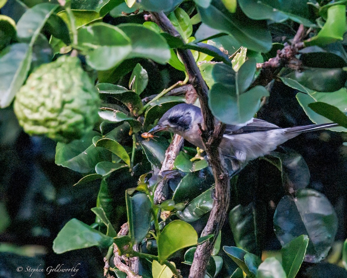 hvitøremonark - ML644298567