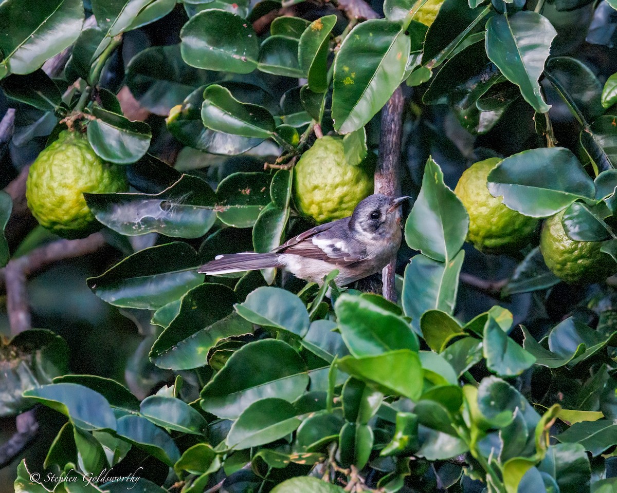 hvitøremonark - ML644298568