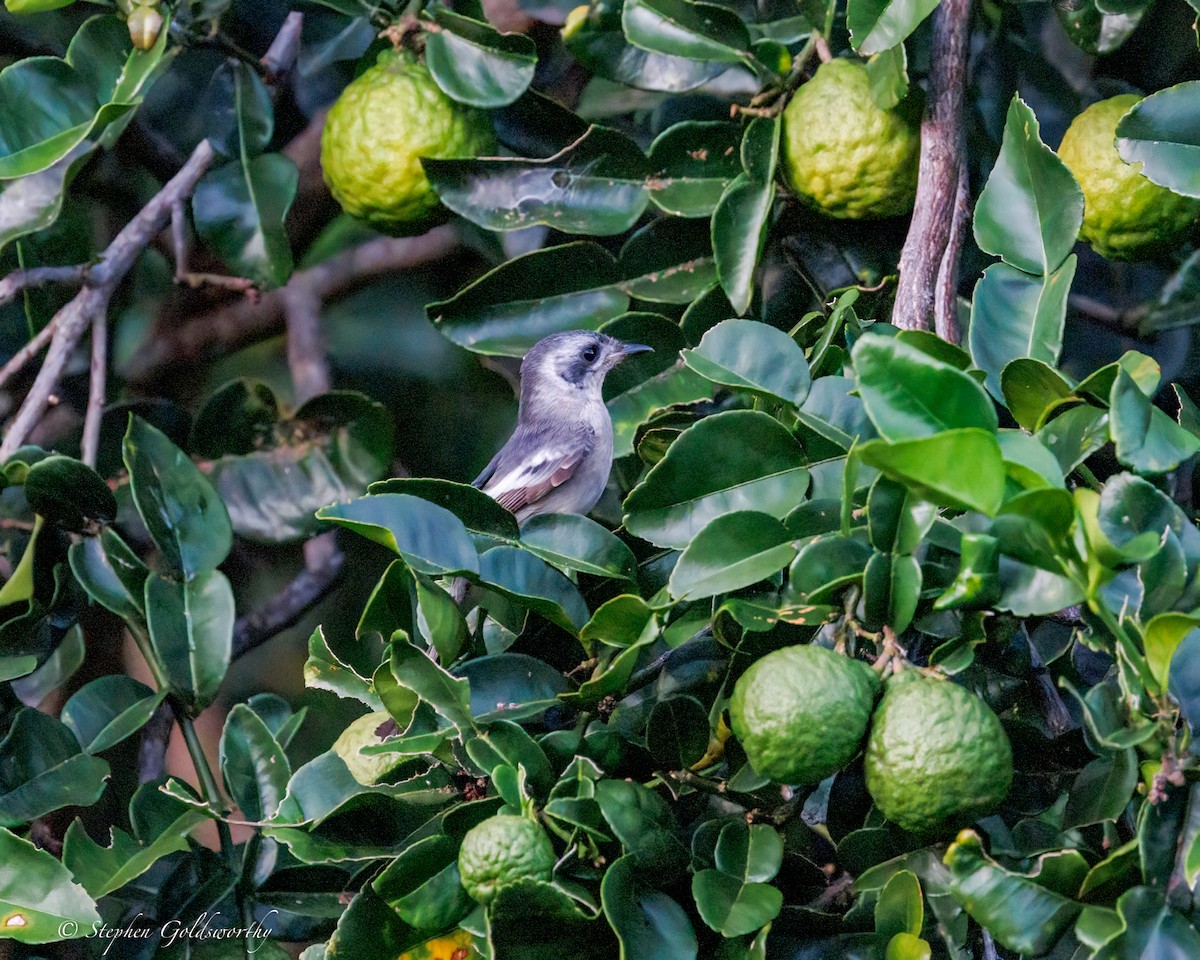 hvitøremonark - ML644298569