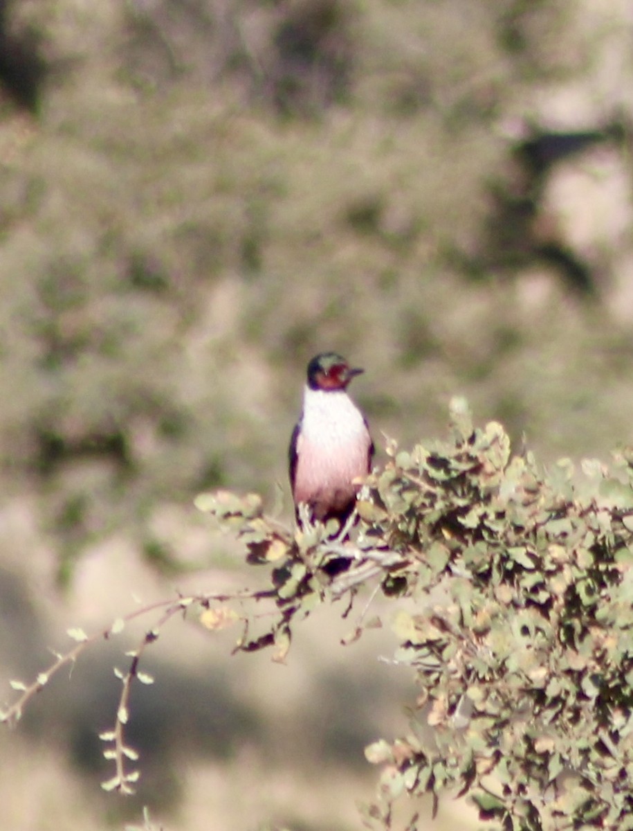 Lewis's Woodpecker - ML644298570