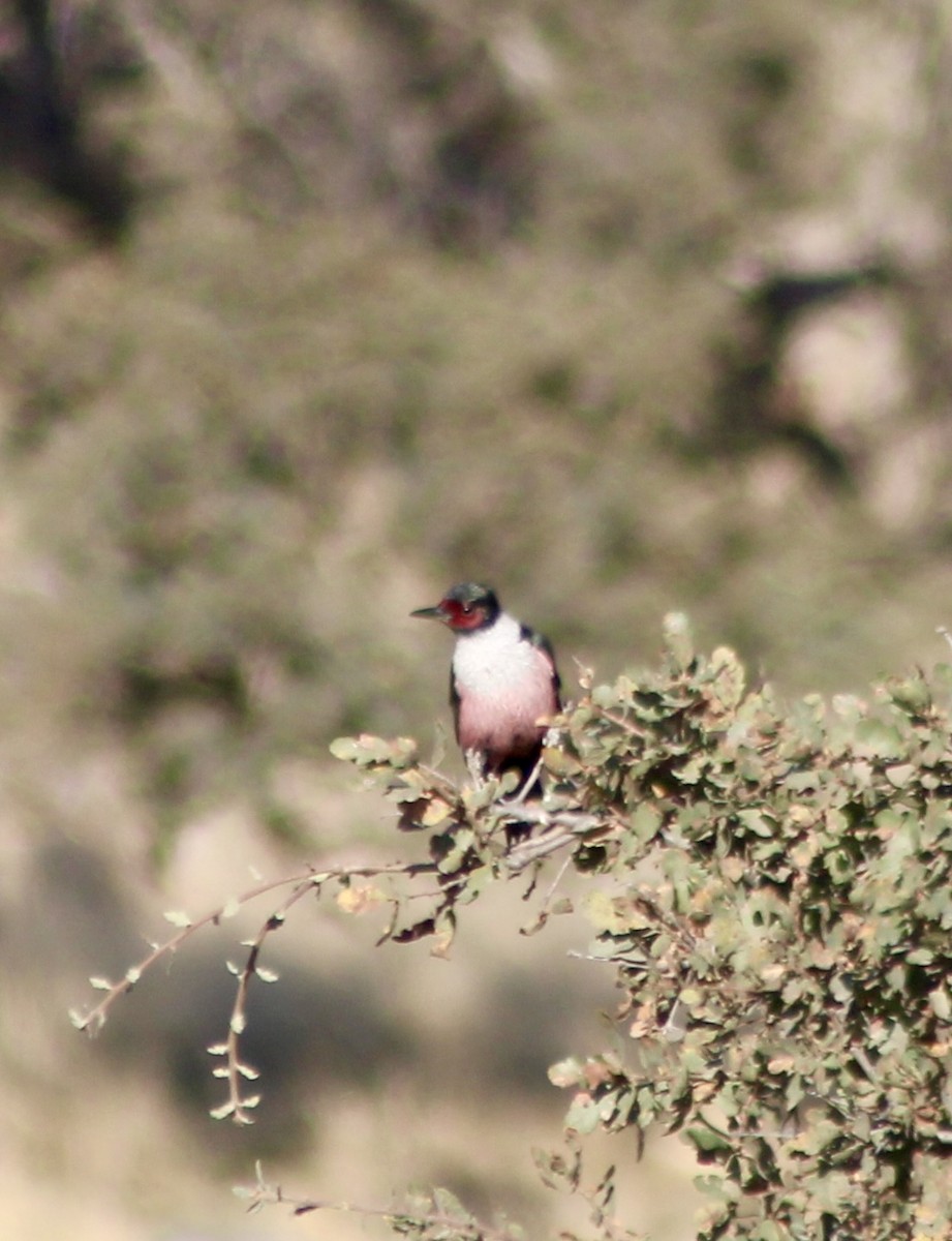 Lewis's Woodpecker - ML644298571