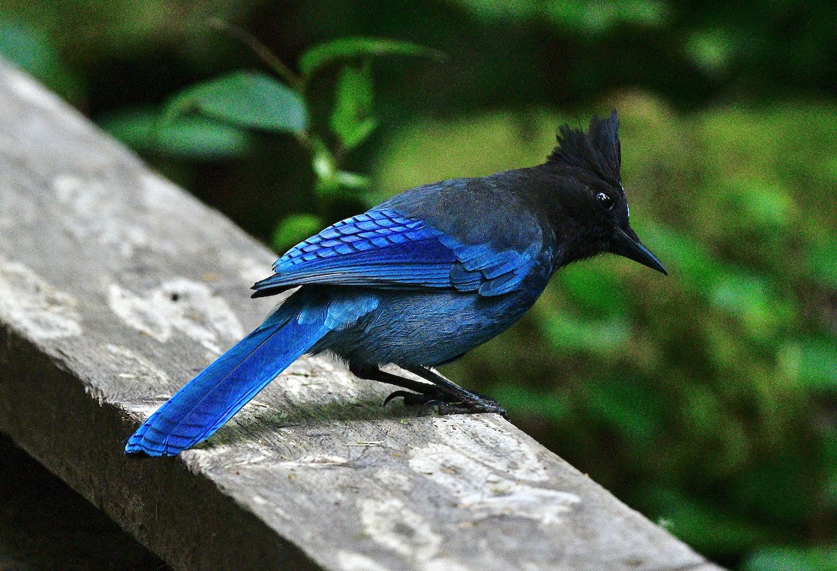 Стеллерова сойка - ML644298575