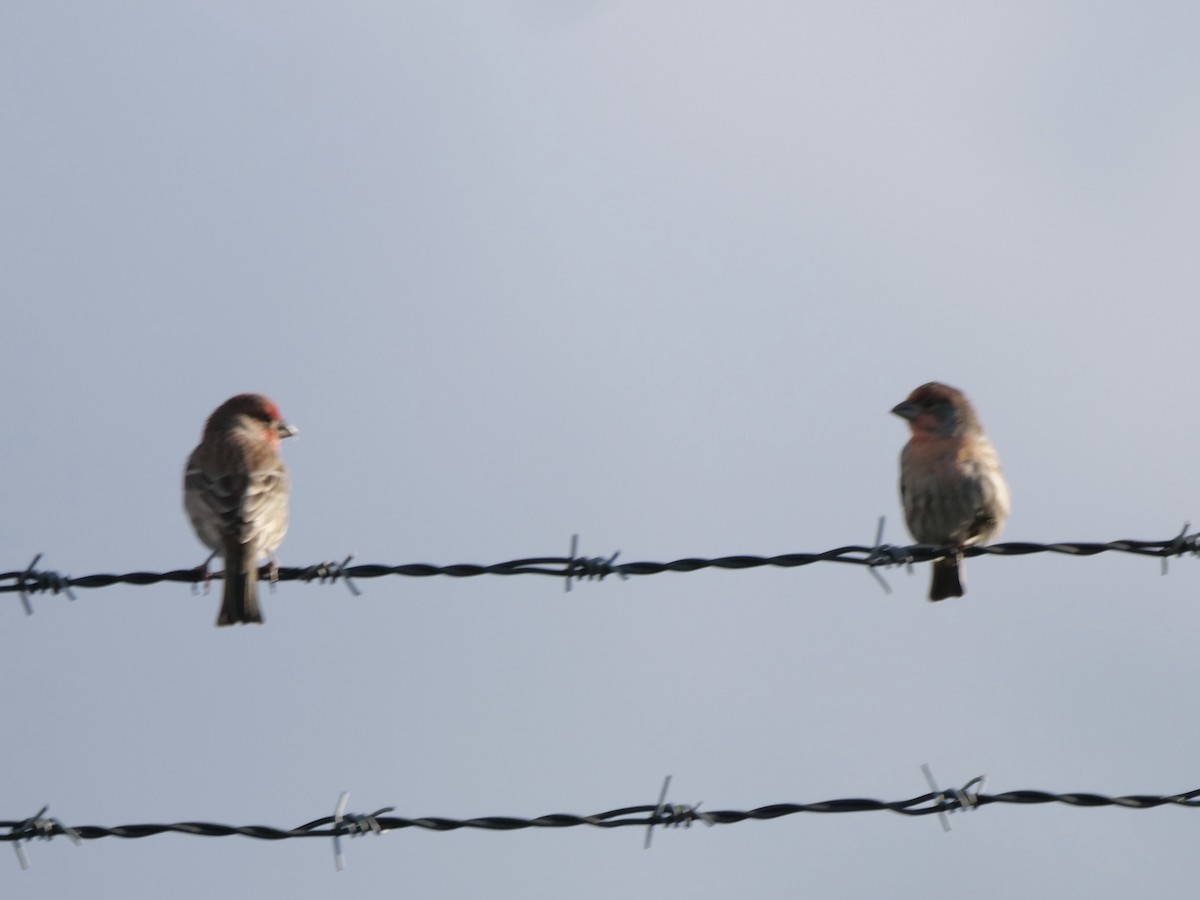 Roselin familier - ML644298577