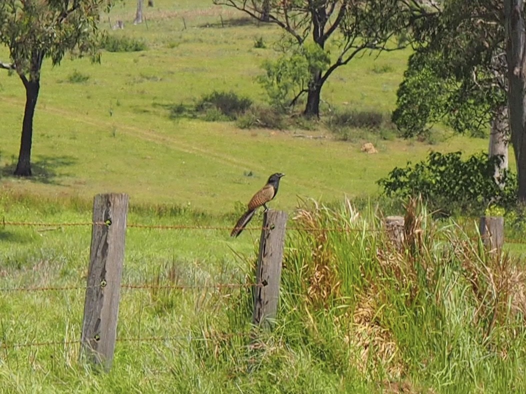Pheasant Coucal - ML644298586