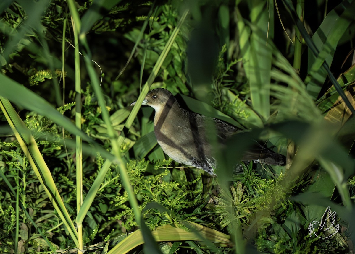 damrikse - ML644298590