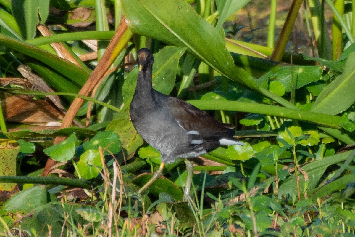 アメリカバン - ML644298591