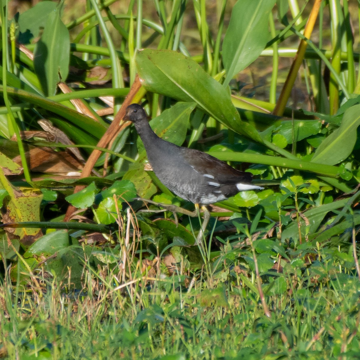 アメリカバン - ML644298592