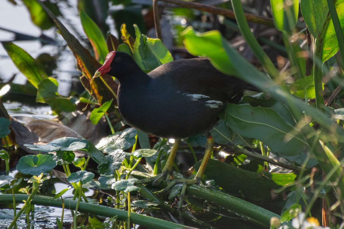 アメリカバン - ML644298593