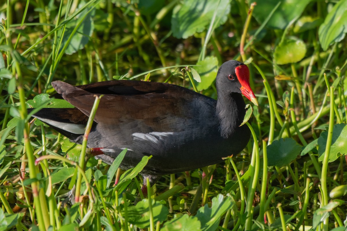 アメリカバン - ML644298594