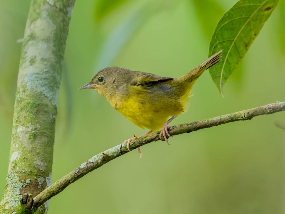 Mourning Warbler - ML644298597