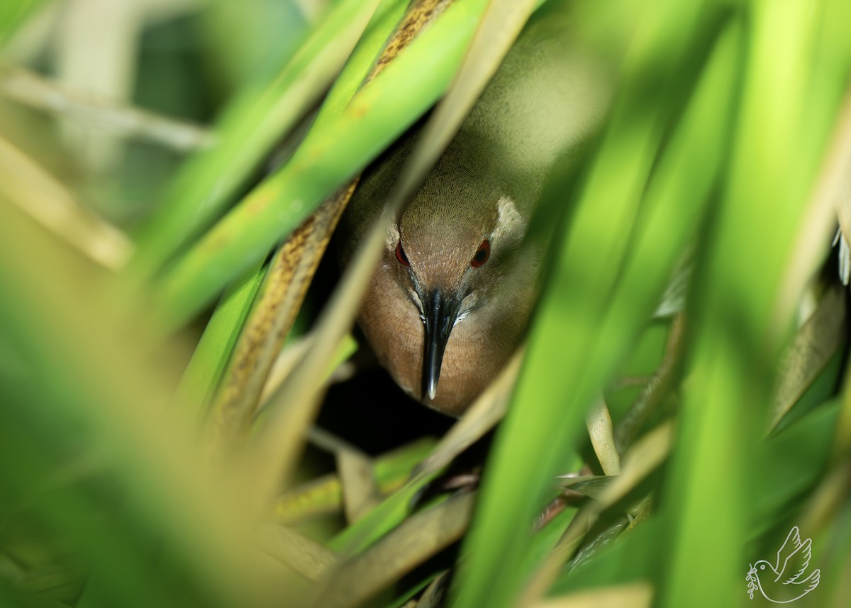 Zimtsumpfhuhn - ML644298603