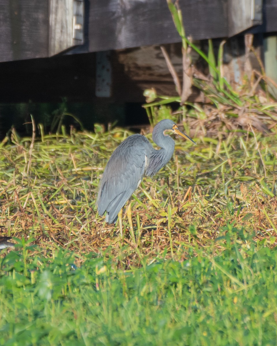 Tricolored Heron - ML644298606