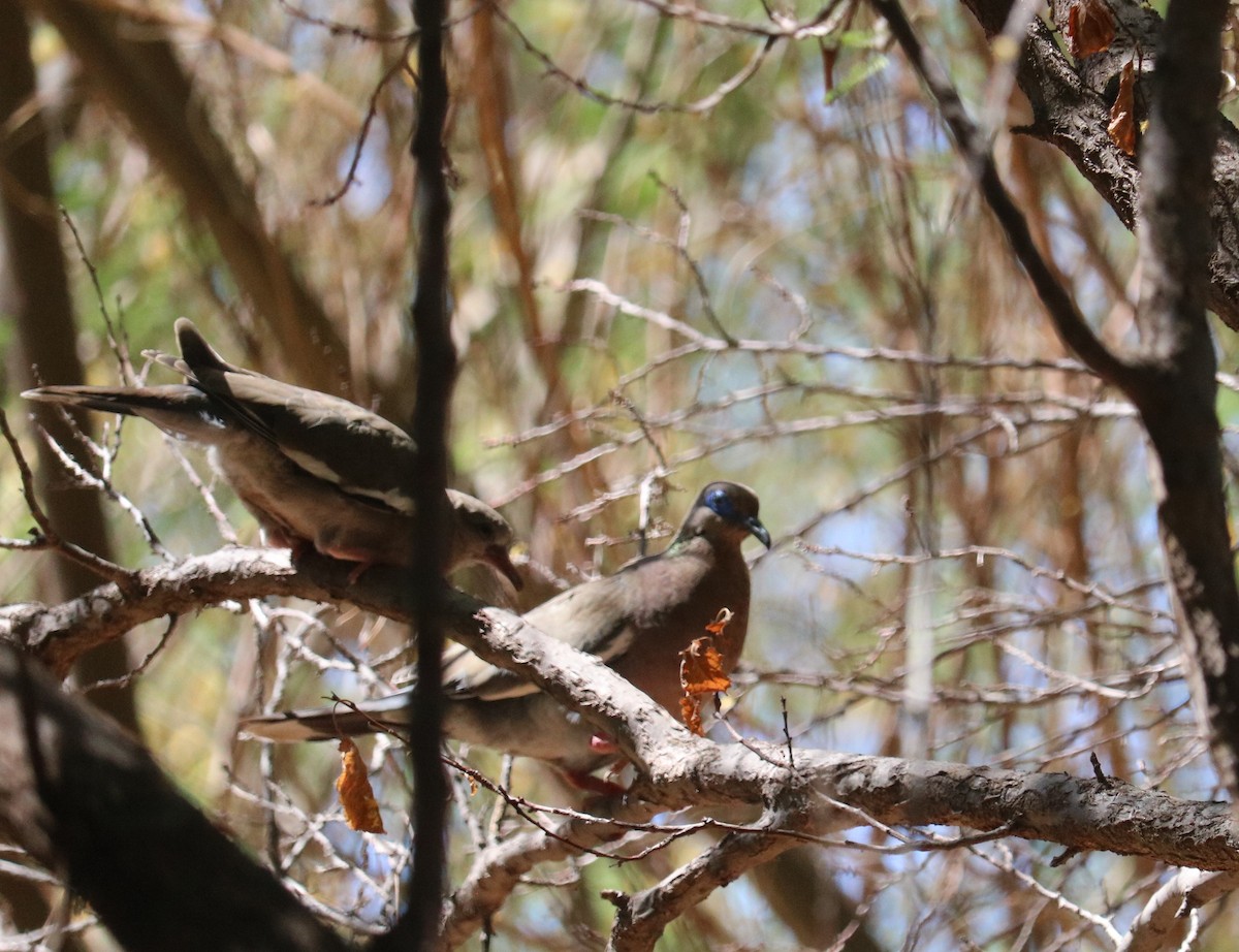 West Peruvian Dove - ML644298625