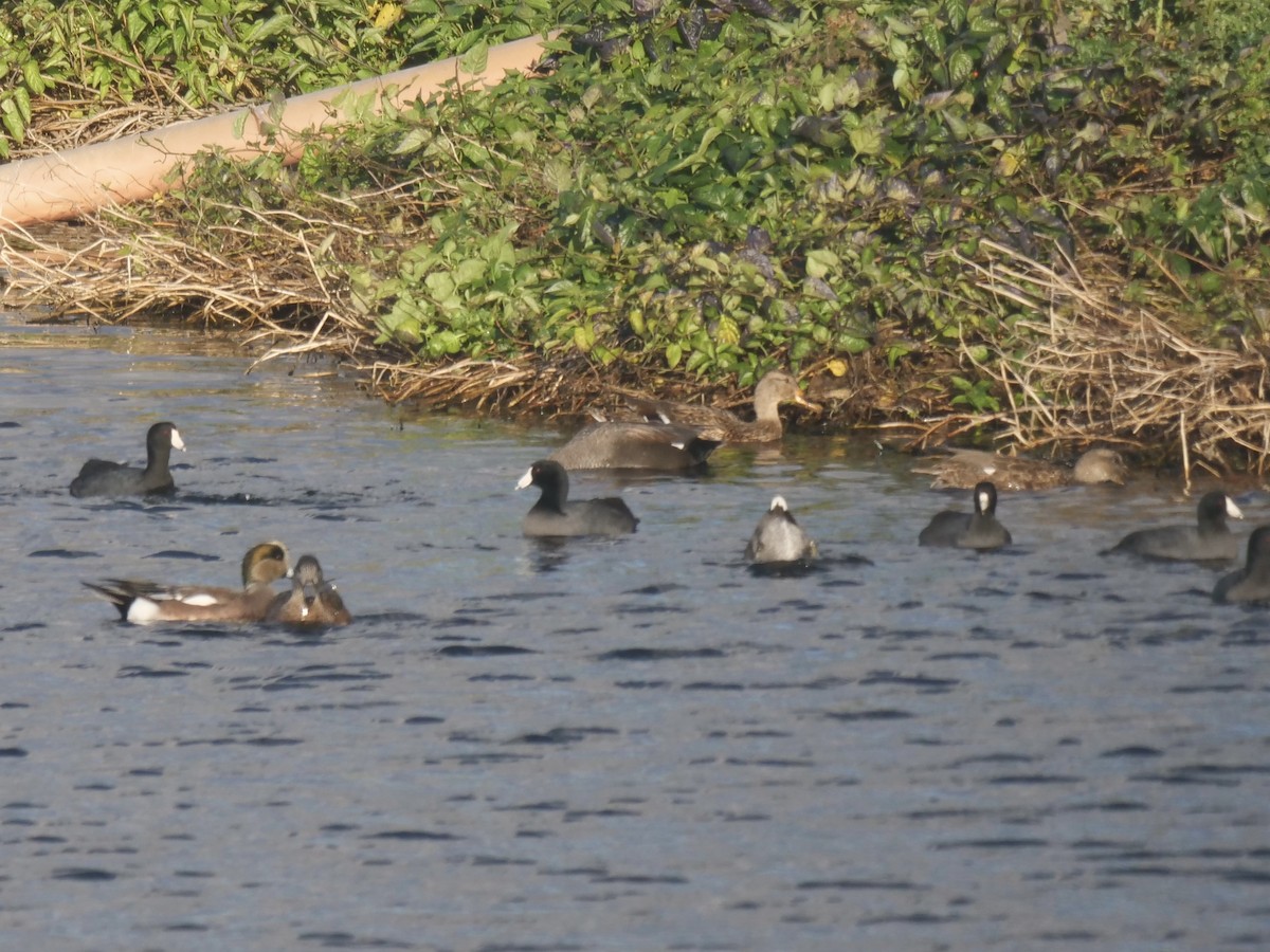 Foulque d'Amérique - ML644298629