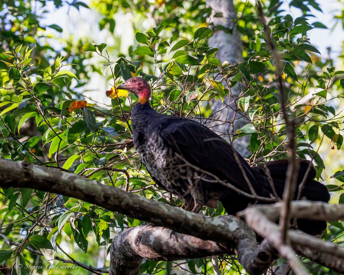 Australian Brushturkey - ML644298633