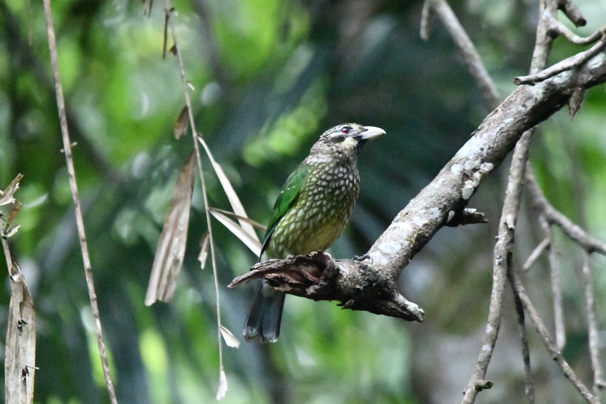 Spotted Catbird - ML644298635