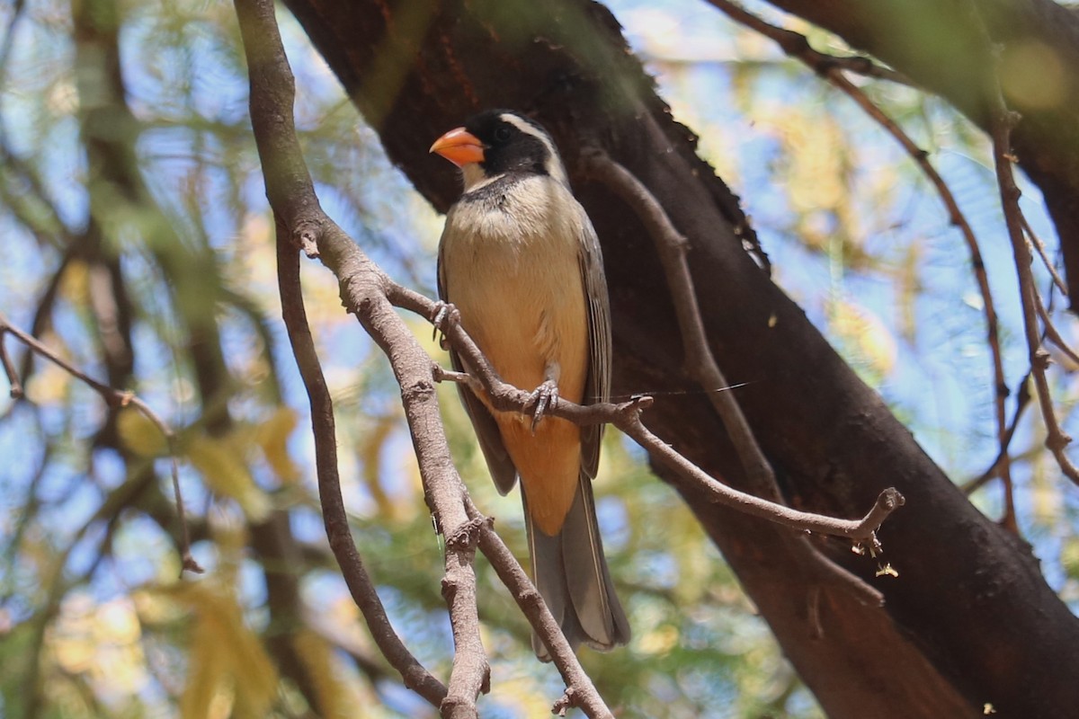 Golden-billed Saltator - ML644298643