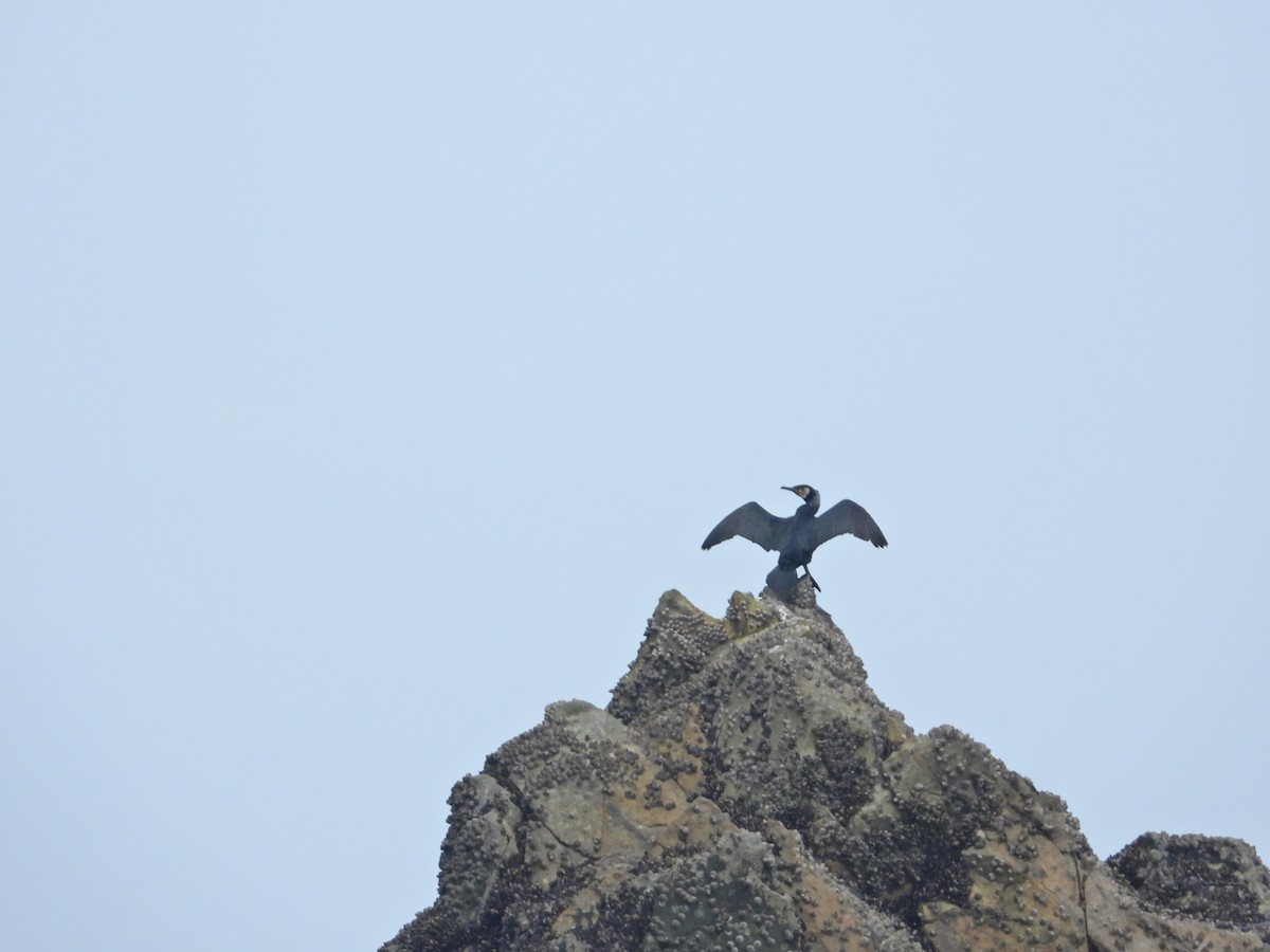 Japanese Cormorant - ML644298646