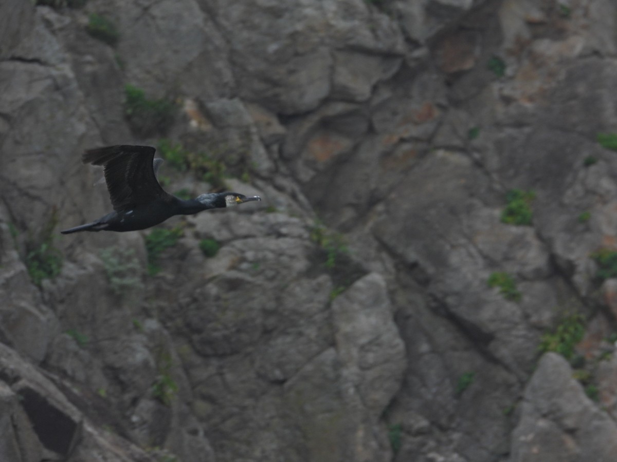 Japanese Cormorant - ML644298647