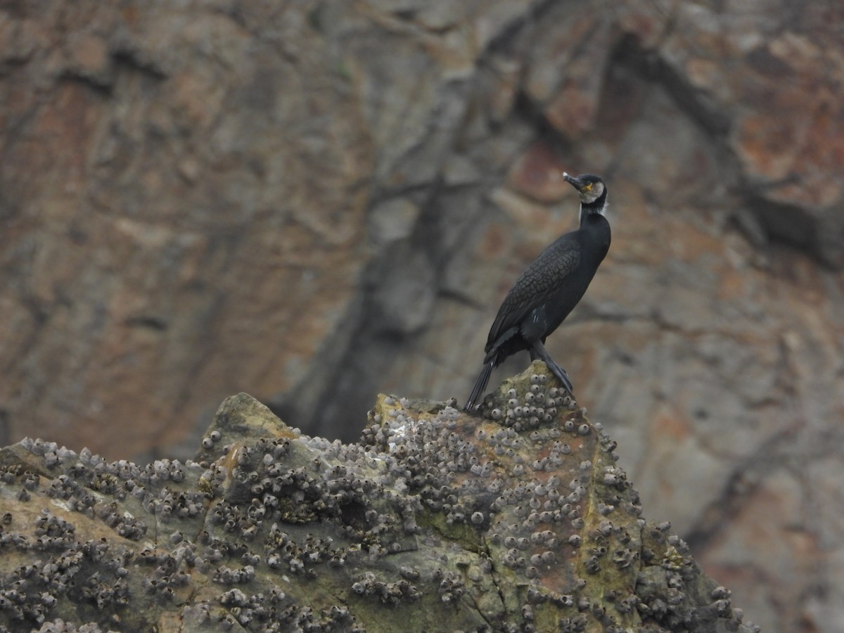 Japanese Cormorant - ML644298650