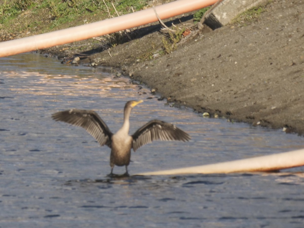 Cormoran à aigrettes - ML644298663