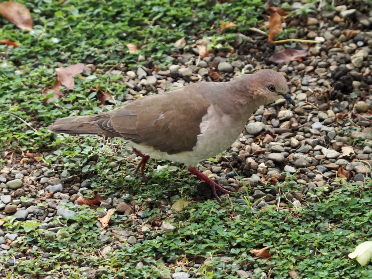 White-tipped Dove - ML644298670