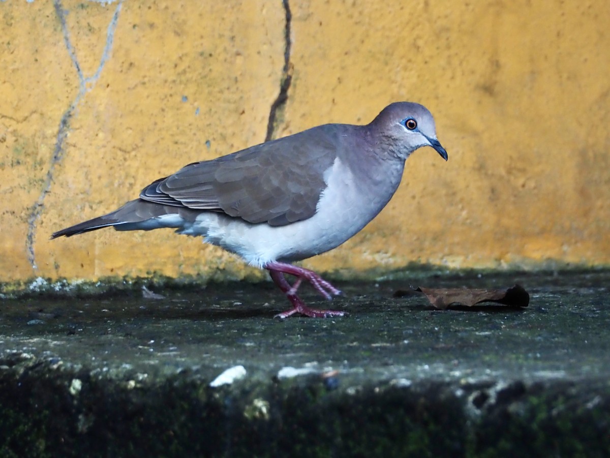White-tipped Dove - ML644298671