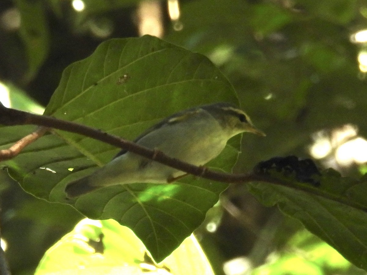 Arctic Warbler - ML644298673