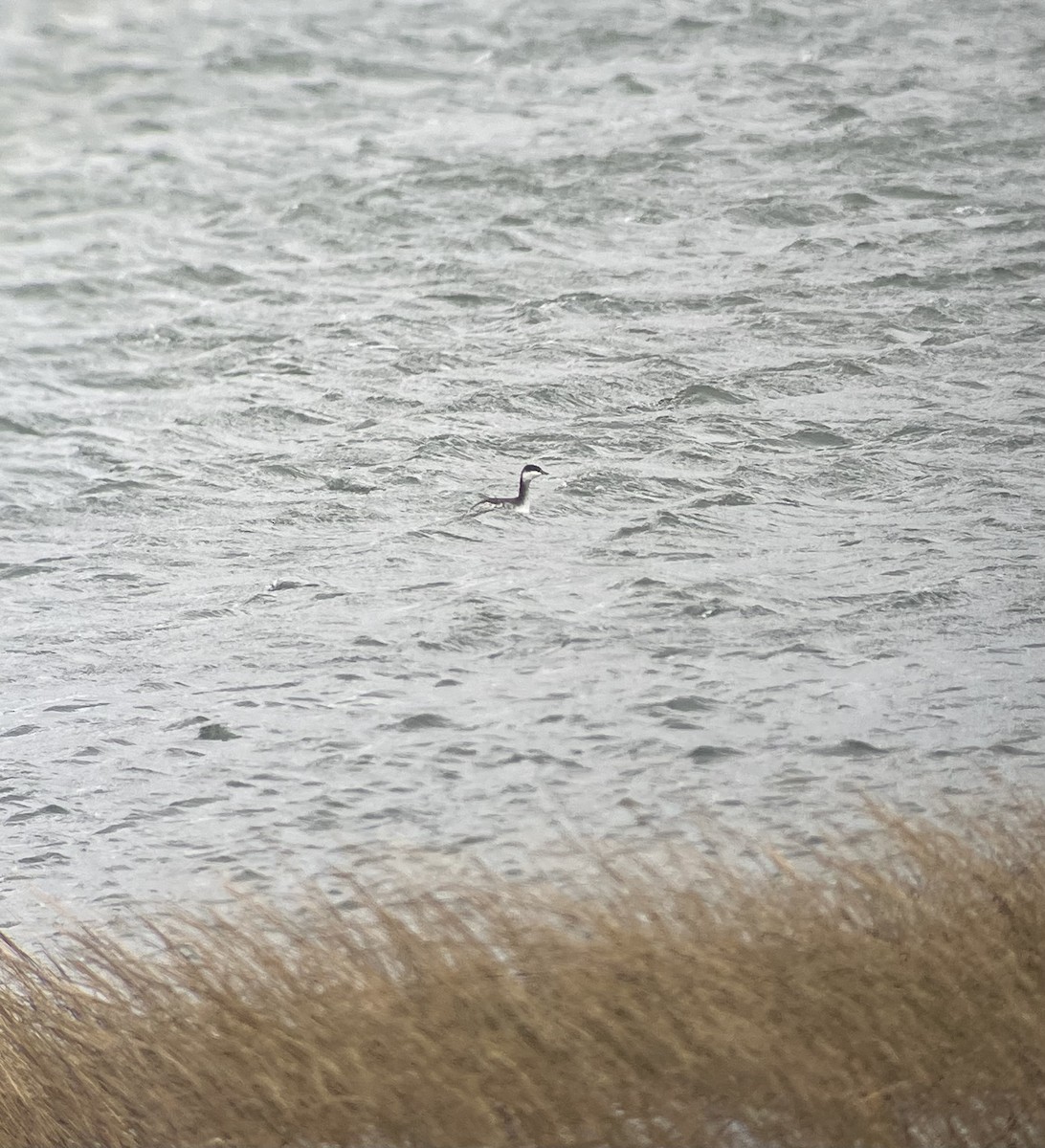 Horned Grebe - ML644298687